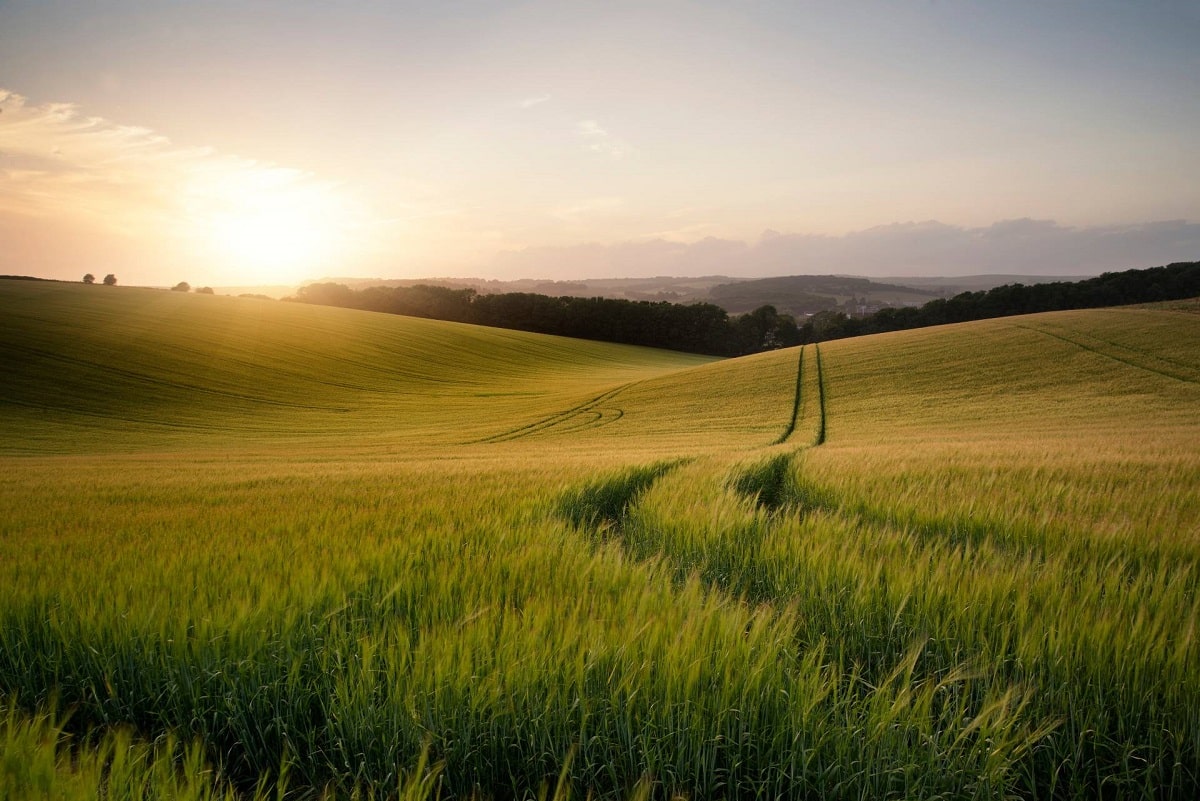 Grassy hills that are a good location for a wind farm