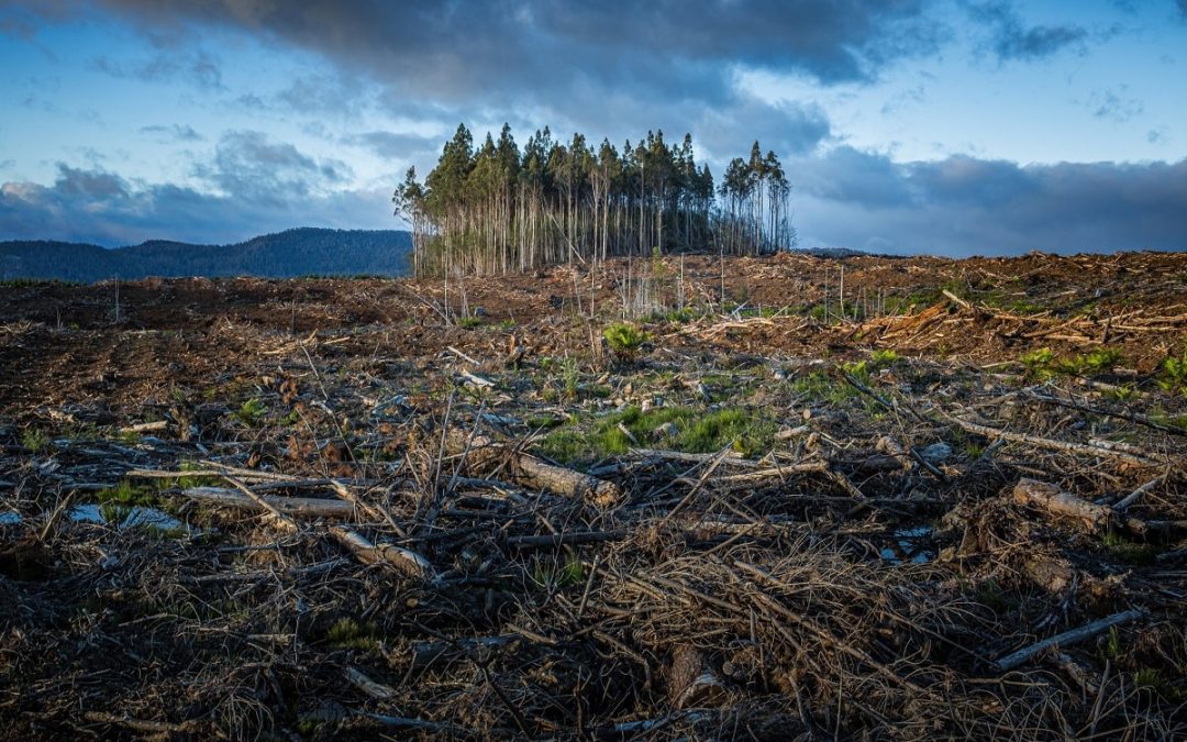 Image of a forest that has been impacted by Climate Change.