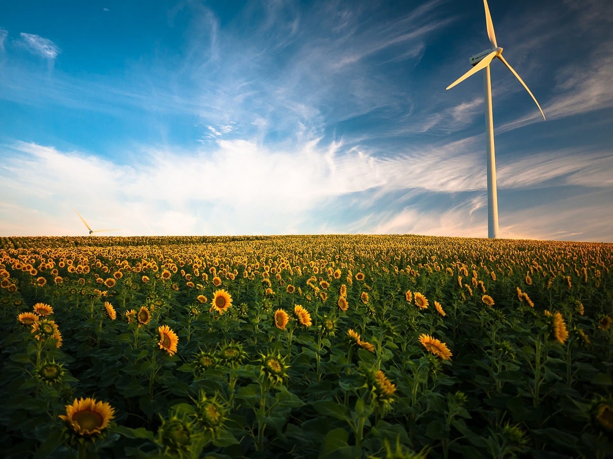 Sunflower field with a wind turbine in a background